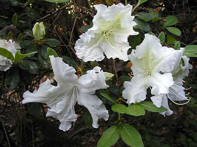 White Jade