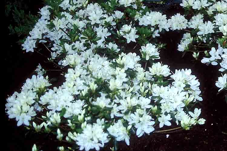 Kermesinum Album