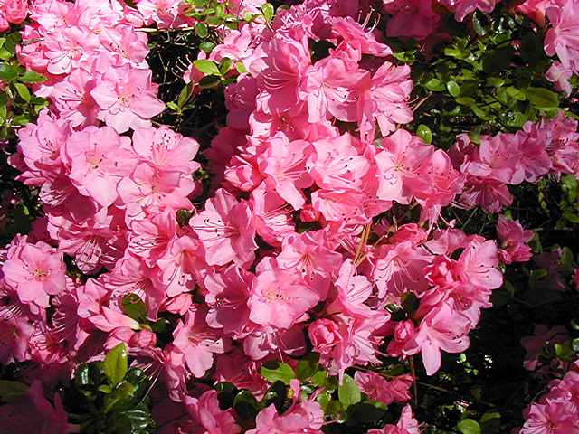 Pink Jewel