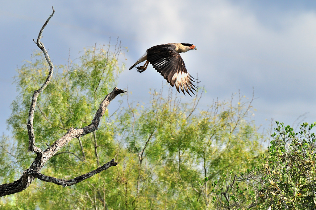 NOV_8886: Crested Caracara