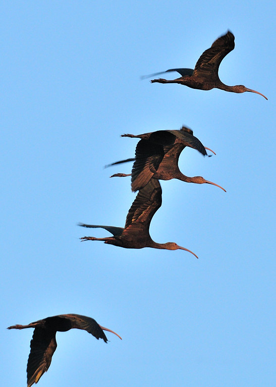OCT_7983 Ibis in flight