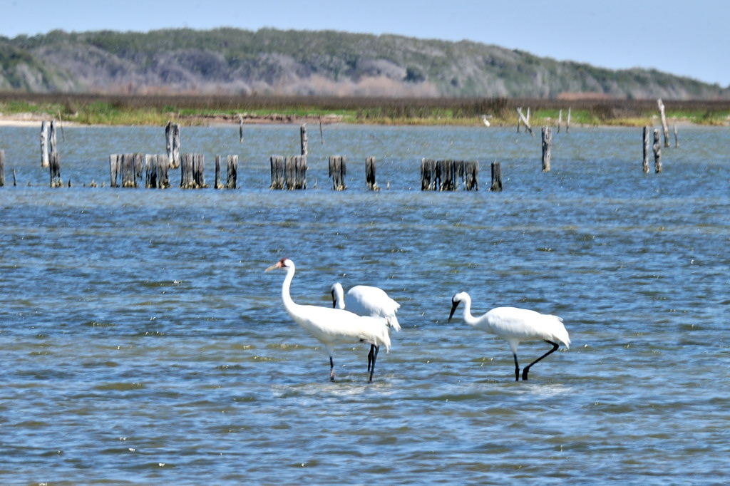 MAR_1072 Whooping Cranes: Rockport, Texas