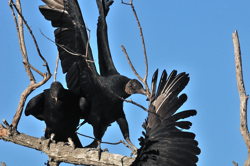 ANWR-0627 Feuding Turkey Vultures