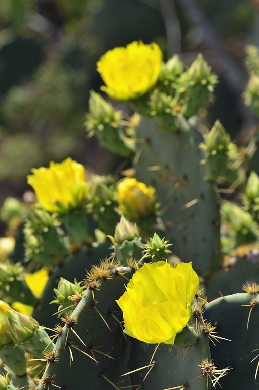 _APR3480 Spring bloom; prickly pear cactus