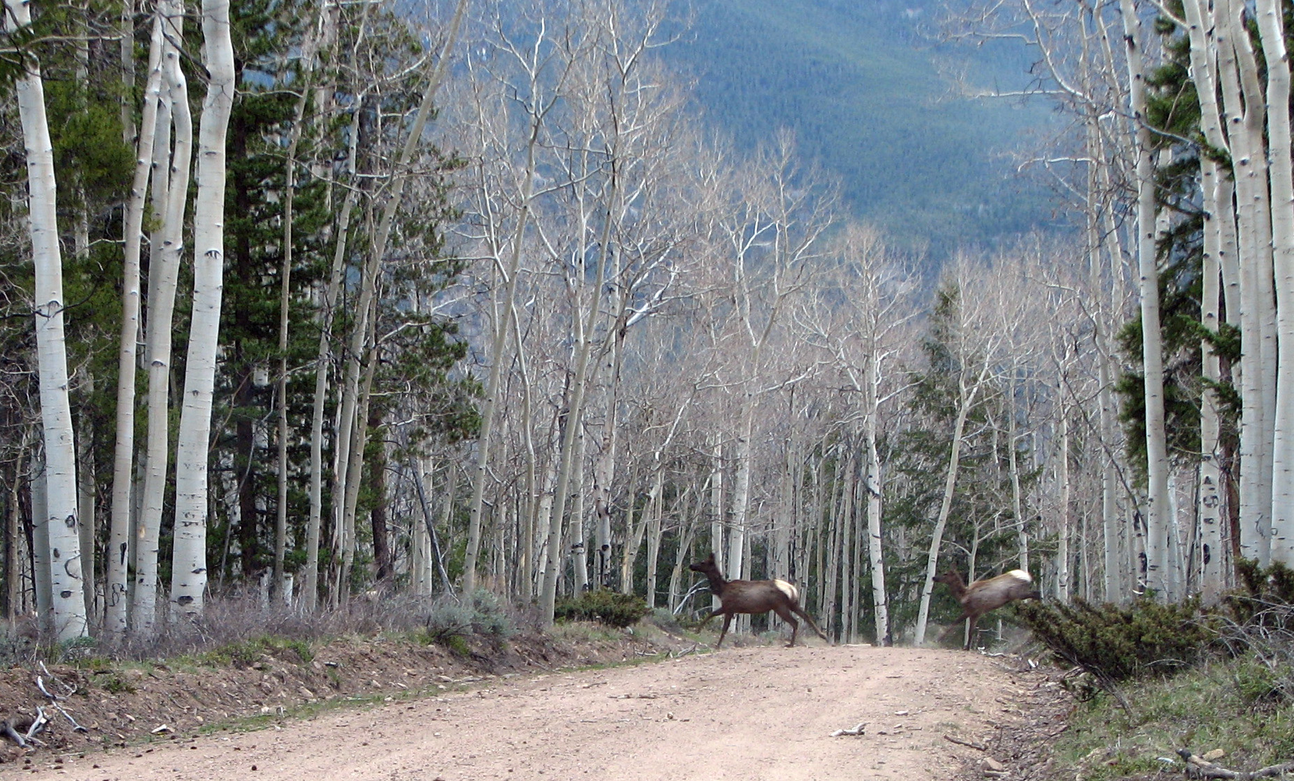 Crossing Elk 0300