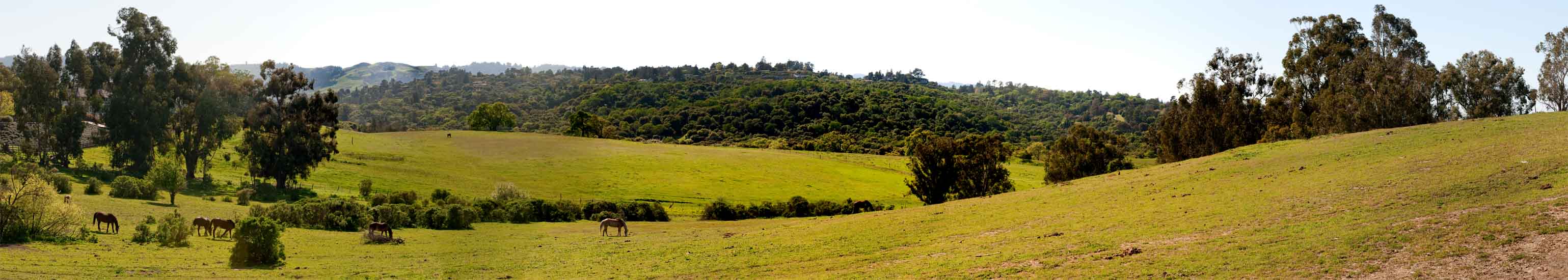 Looking West over Stanford lands to Portola Valley hills.