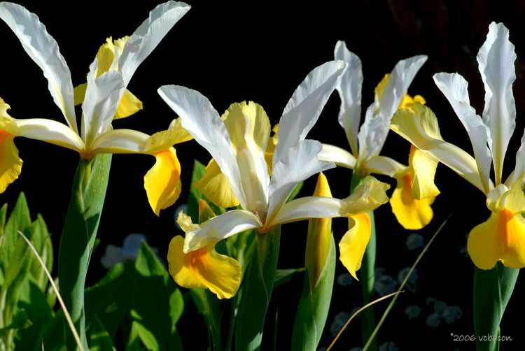 Iris in the morning sun.