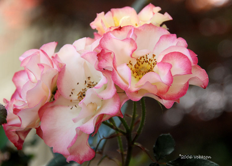 Roses for Lunch