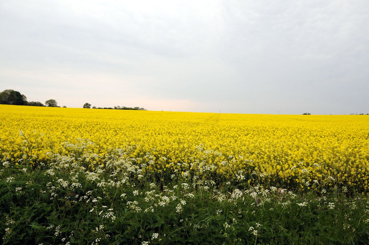 May 22, Rape Seed, These were beautiful.