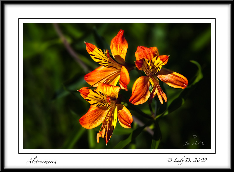 Alstroemeria