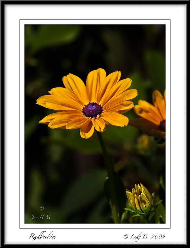 Rudbeckia