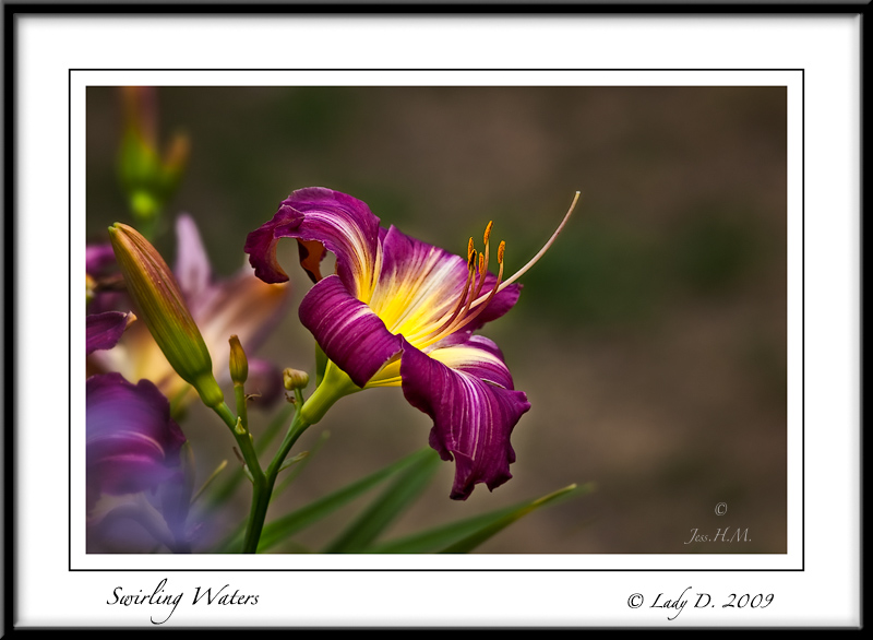 Swirling Waters Daylily