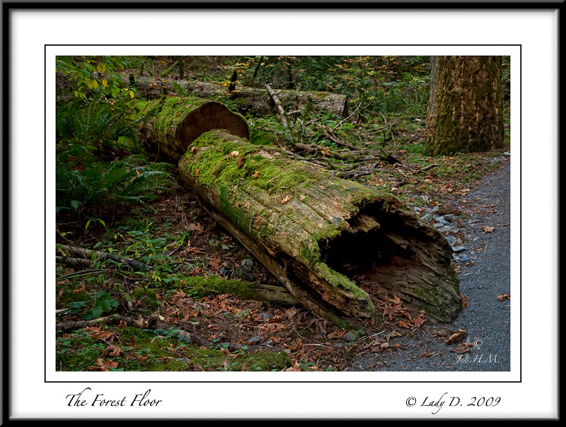 The Forest Floor