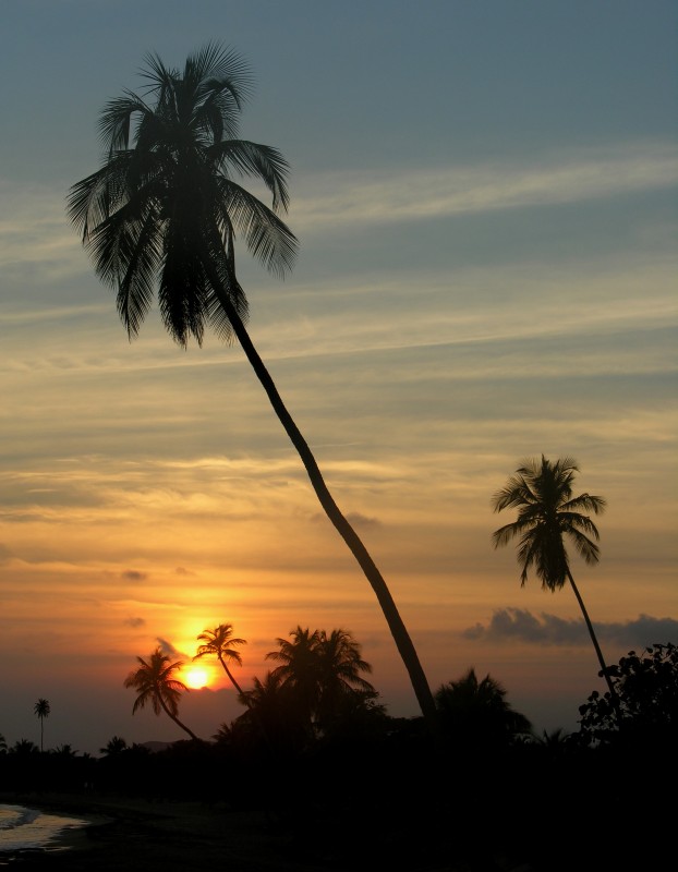 SunBaySunset-Palms.jpg