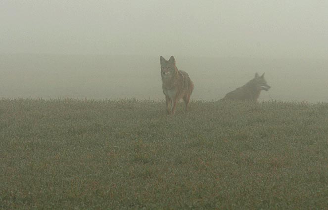 Coyote in Fog