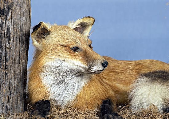 Red Fox