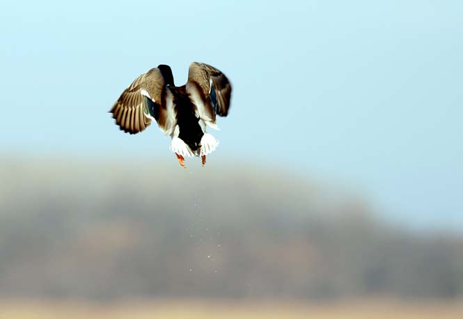 Duck Flight