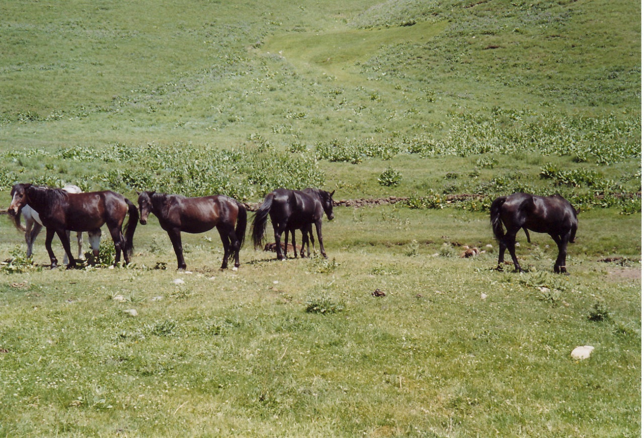 Kyrgyz horses