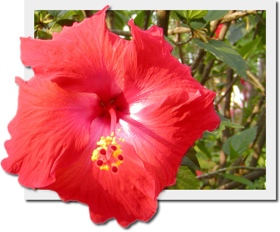hibiscus oob