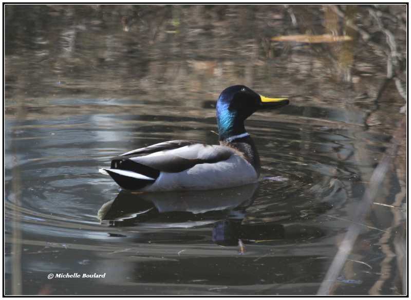 IMG_0046 Colvert0001.jpg