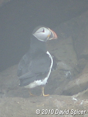 Atlantic Puffin