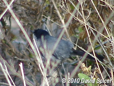 California Gnatcatcher