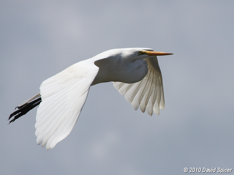 Great Egret
