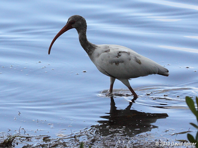 White Ibis