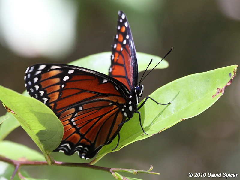Viceroy