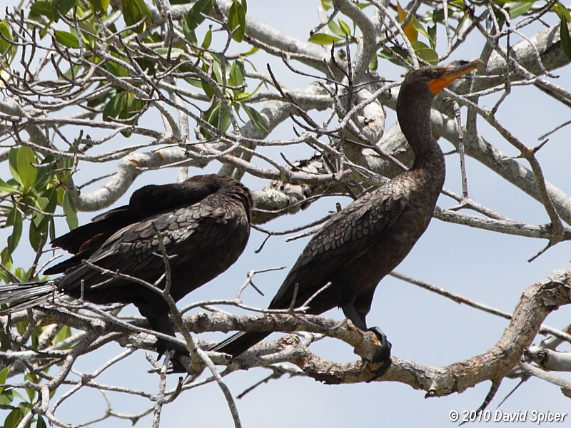 Double-crested Cormorant