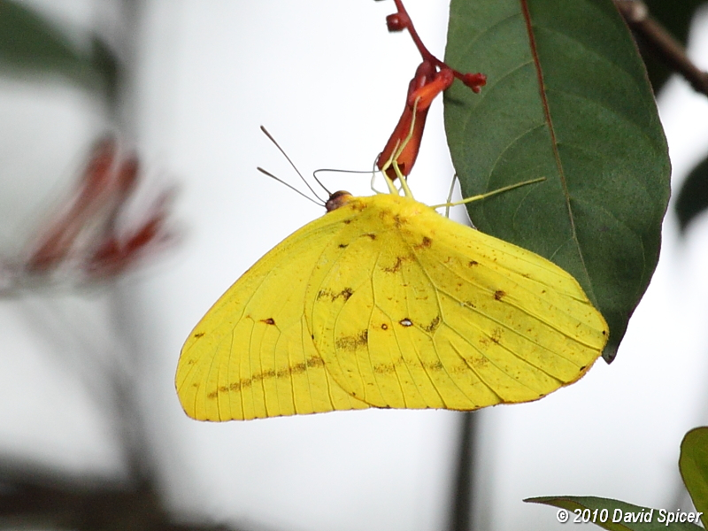 Large Orange Sulphur