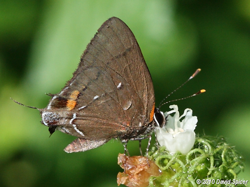 Fulvous Hairstreak