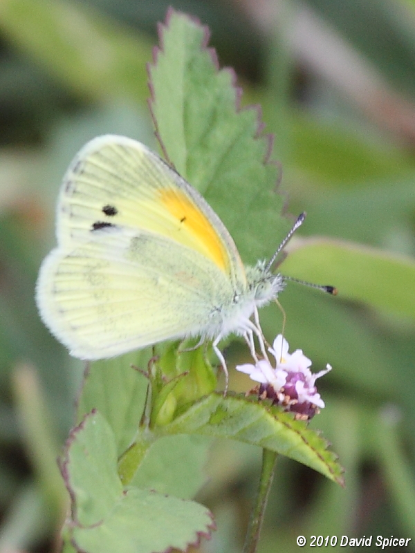 Dainty Sulphur