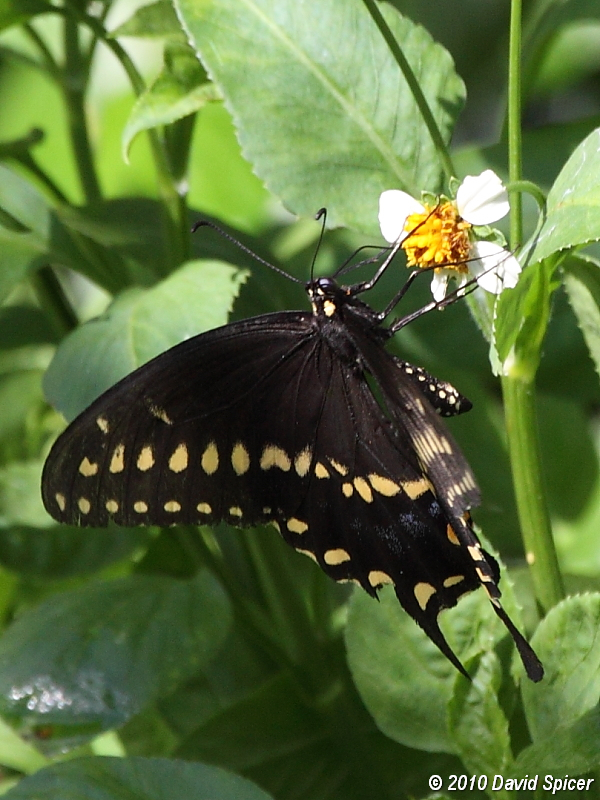 Black Swallowtail