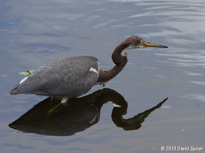 Tricolored Heron