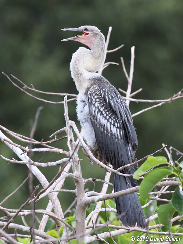 Anhinga