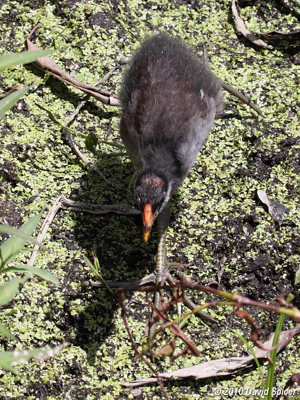 Common Moorhen