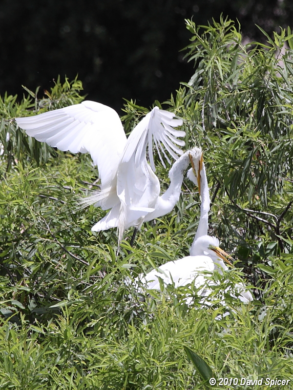 Great Egrets