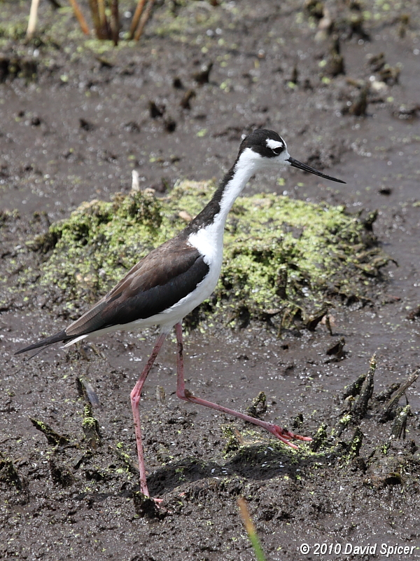 Black-necked Stilt