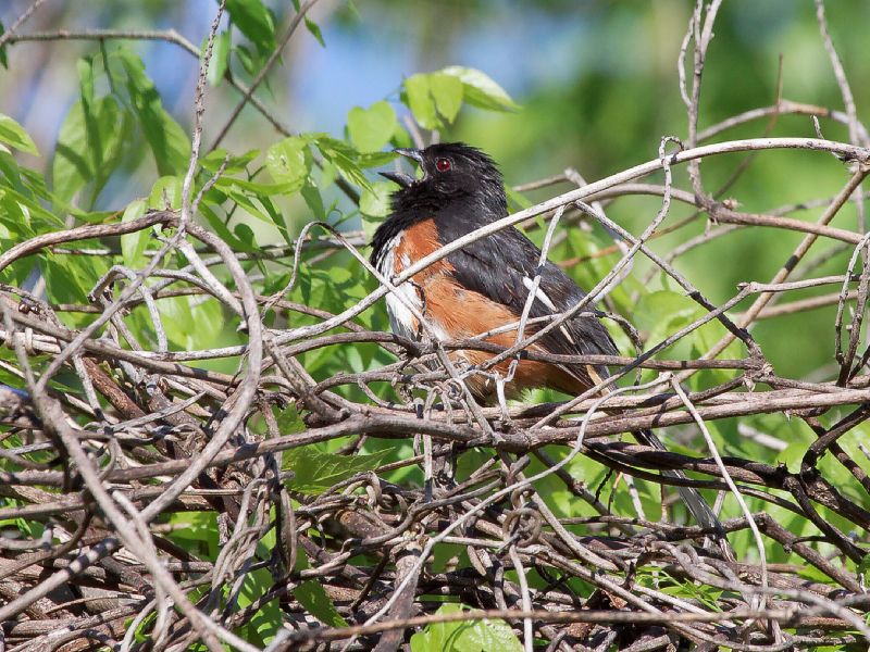 Eastern Towhee