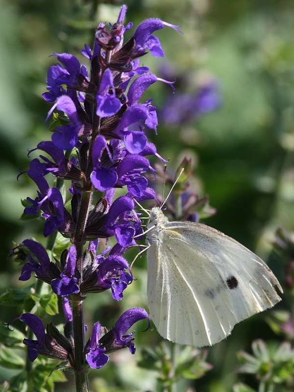 Cabbage White