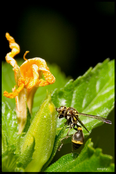 Wasp5