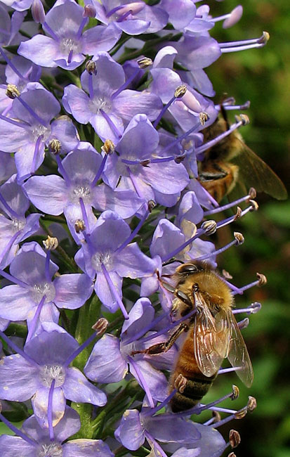 BeesVeronica0687cropw.jpg