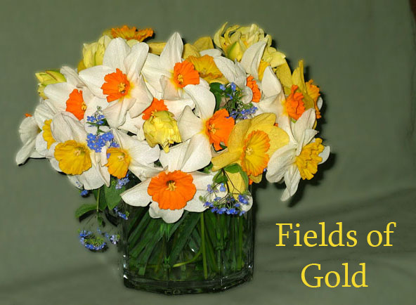 Field of Gold