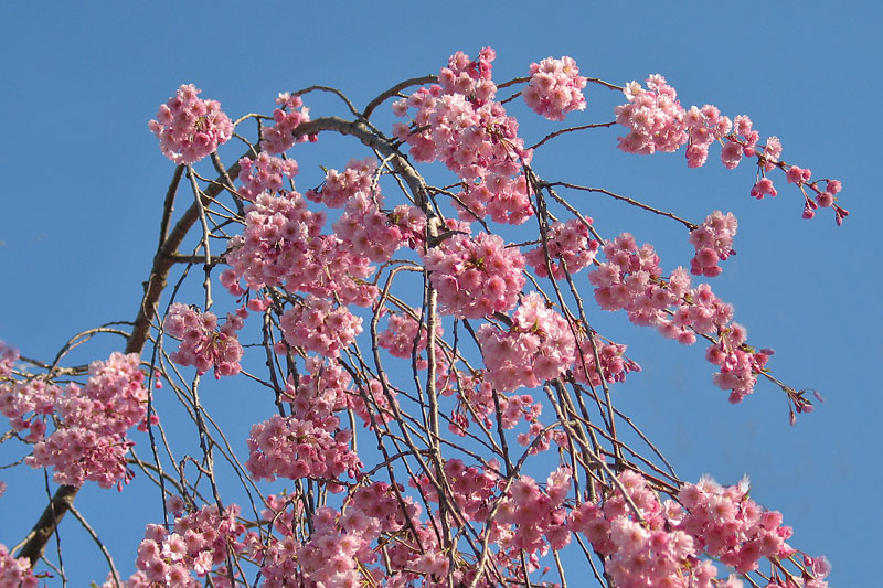 Cherry5411w.jpg