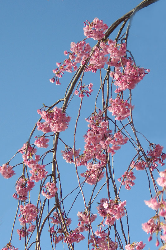 Cherry5417w.jpg