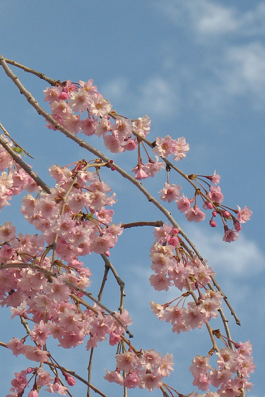 Cherry5442w.jpg