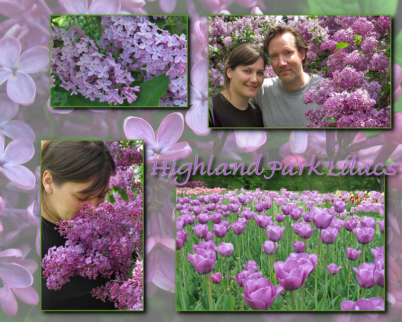 Highland Park Lilacs