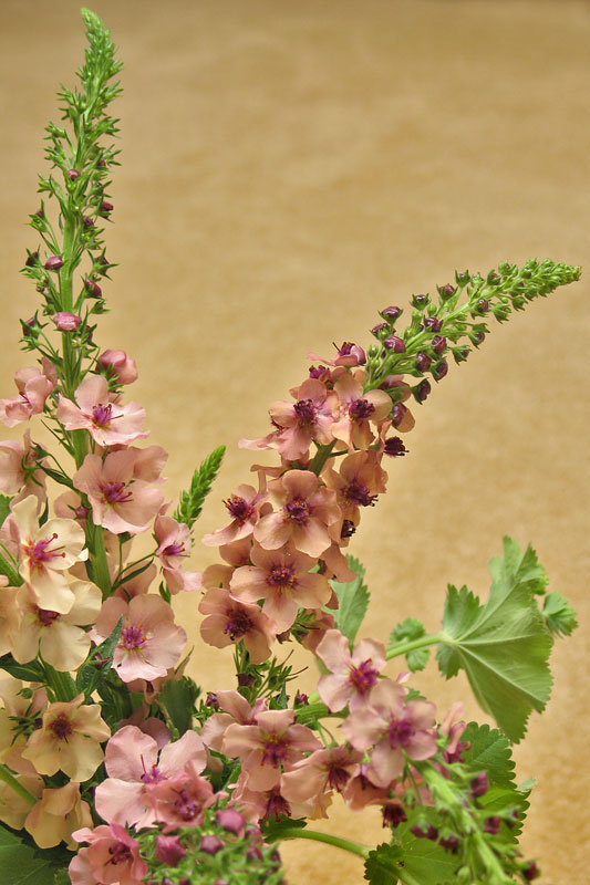 Verbascum