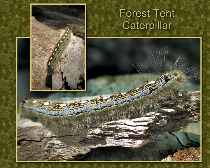 Forest Tent Caterpillar